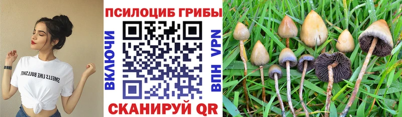 Псилоцибиновые грибы мицелий  blacksprut вход  Брянск  купить  